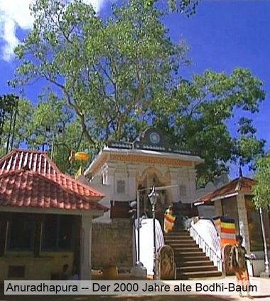 Bodhi Baum Anuradhapura